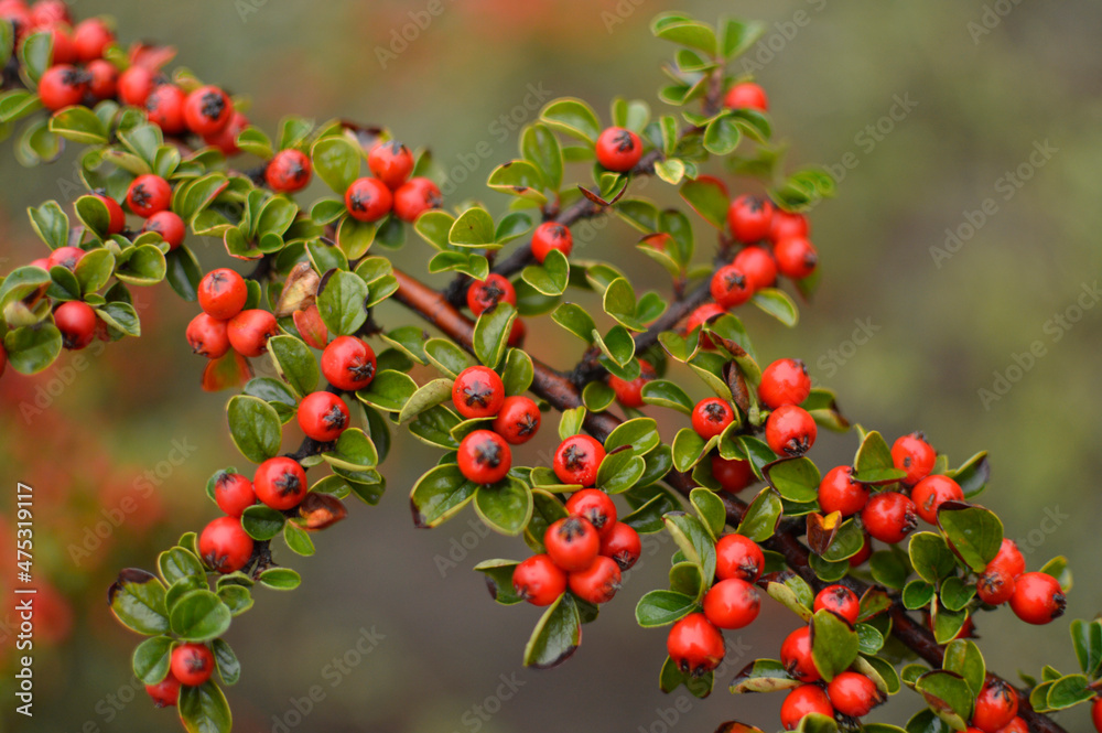 Branch of cotoneaster plant close up Branch of cotoneaster plant close up