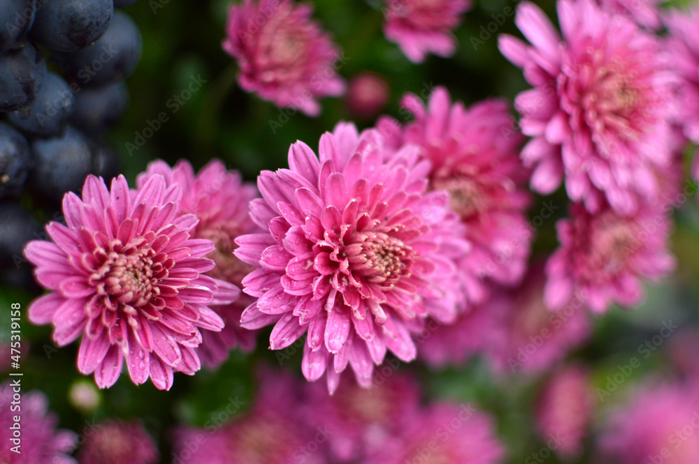 Obraz premium various types of blooming purple chrysanthemums growing in the garden