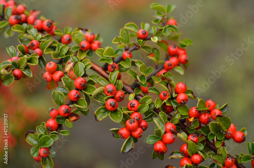 Branch of cotoneaster plant close up 