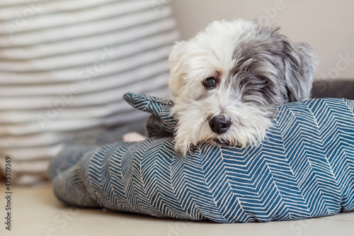 Schilderij op canvas Sad white havanese dog laying in a dog  bed