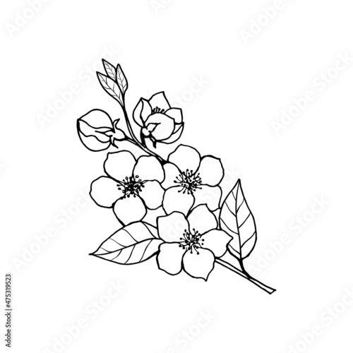 Sketch of spring flowers of quince, almond, apple tree branches with buds and flowers. Hand draw botanical doodle vector illustration in black contrast with white fill.