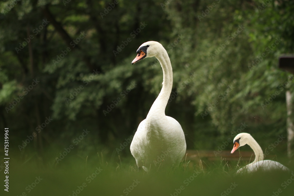 Obraz premium Schwan / Swan / Schwäne 