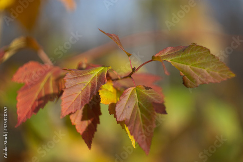 Autumn leaves nature Russia yellow red green bokeh