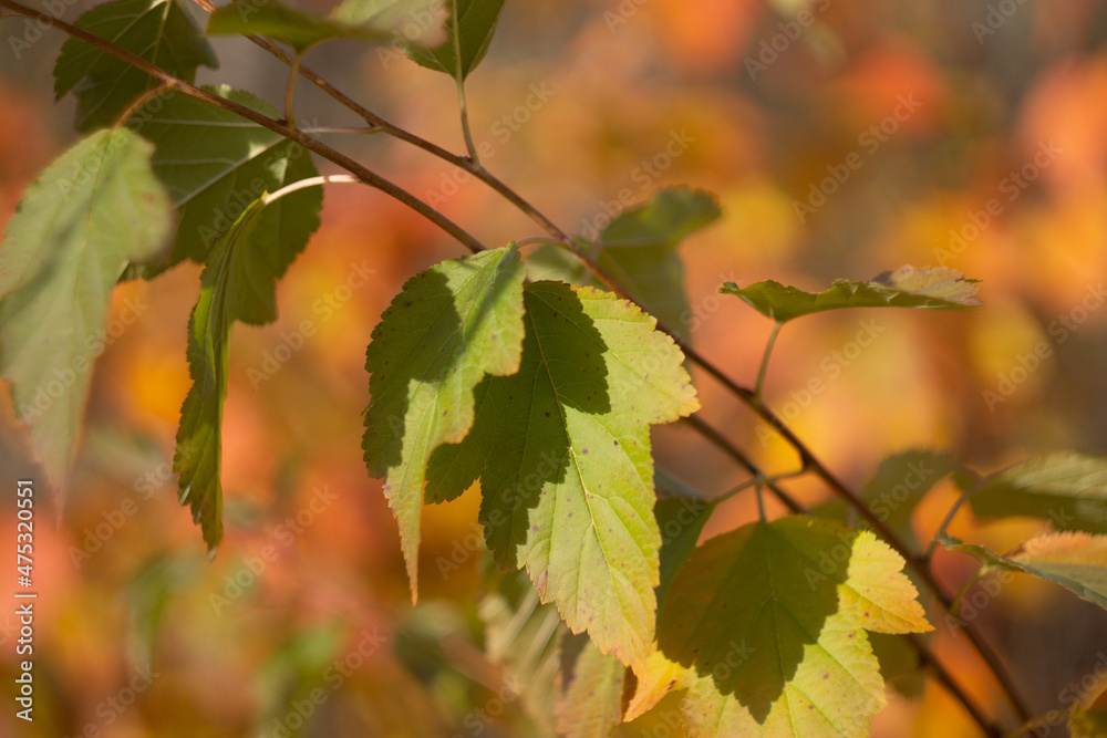 Autumn leaves nature Russia yellow red green bokeh Autumn leaves nature Russia yellow red green bokeh