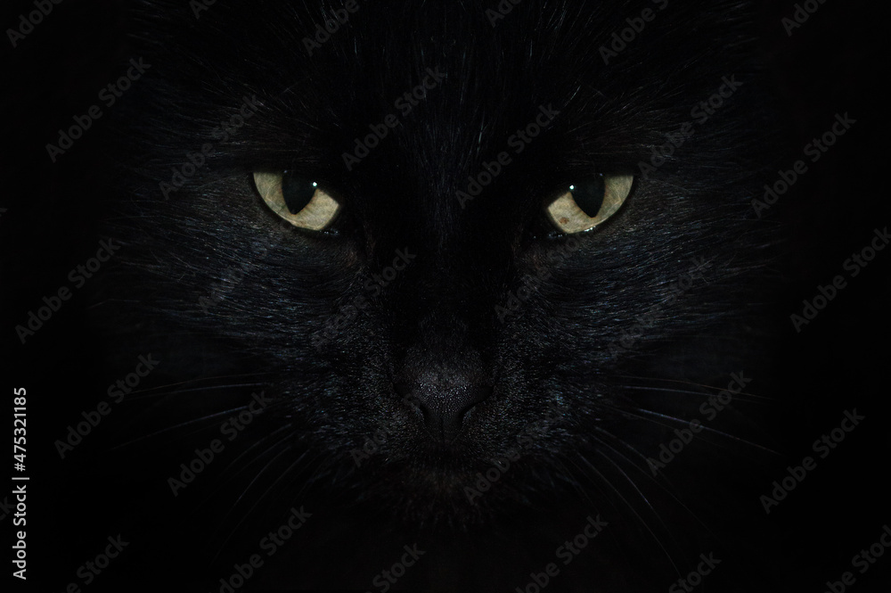 Black cat in the dark
