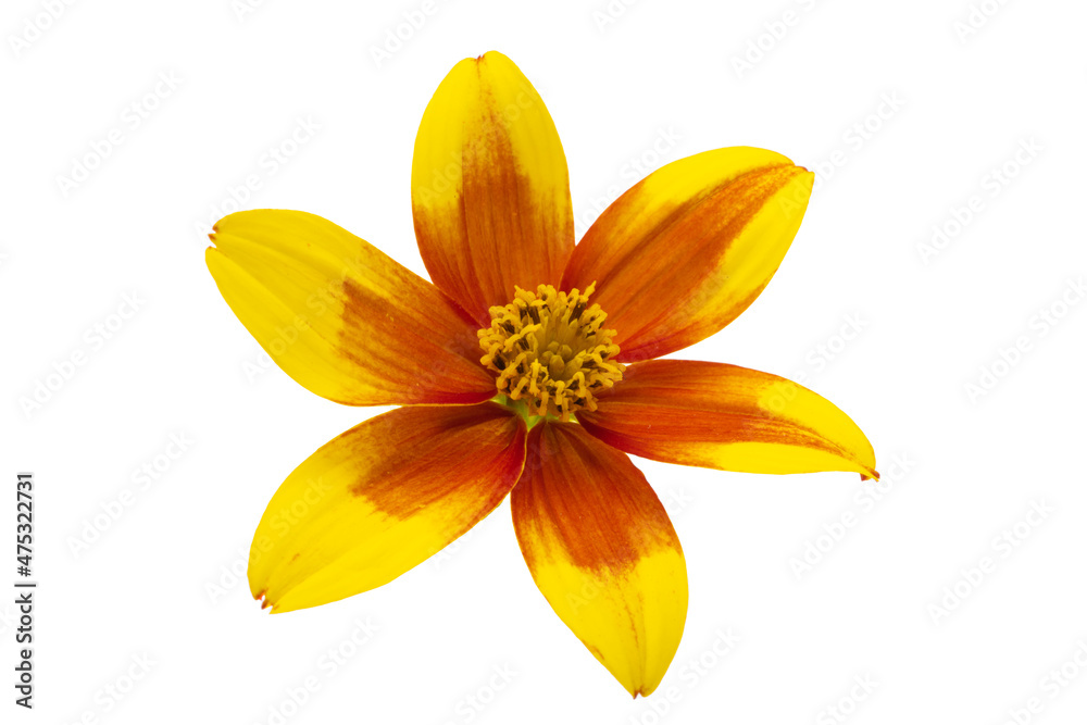 Obraz premium Bidens isolated