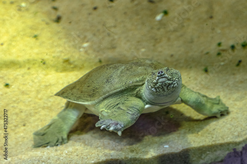 underwater Chinese softshell turtle. Pelodiscus sinensis species of Trionychidae family. Adult turtle from China. photo