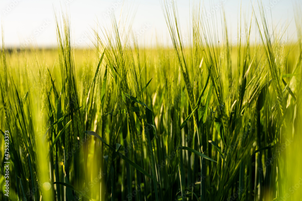 Obraz premium Barleys sprout growing in soil. Close up on sprouting barley in sunset.