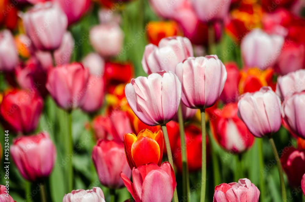 Fototapeta premium red and pink tulips close up postcard