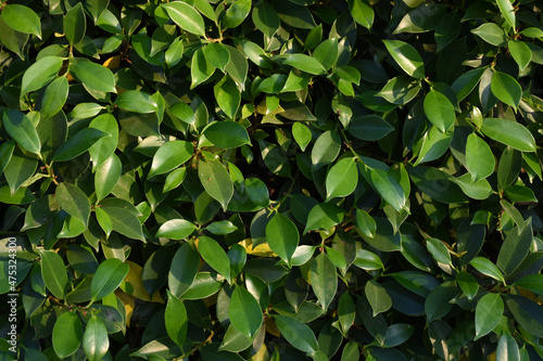 green korean banyan leaf background
