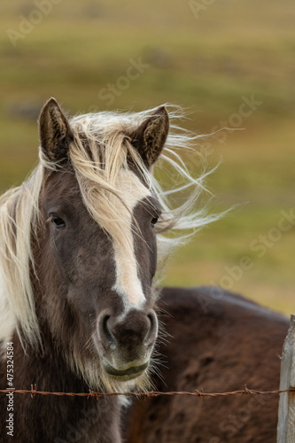 Icelandic horses in the harsh windy landscape .