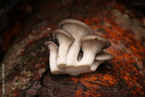 Austernseitlinge / Pleurotus ostreatus / oyster mushroom