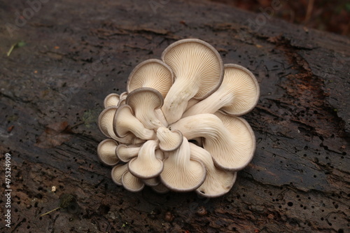 Austernseitlinge / Pleurotus ostreatus / oyster mushroom
