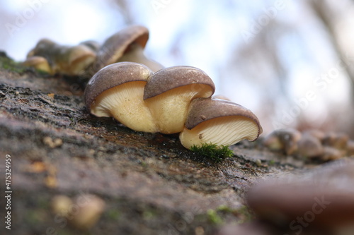 Gelbstieliger Muschelseitling / Pilz