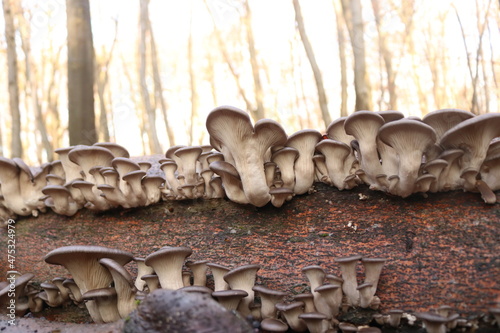 Austernseitlinge / Pleurotus ostreatus / oyster mushroom