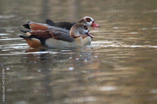 Nilgänse / Gänse auf einem Teich 