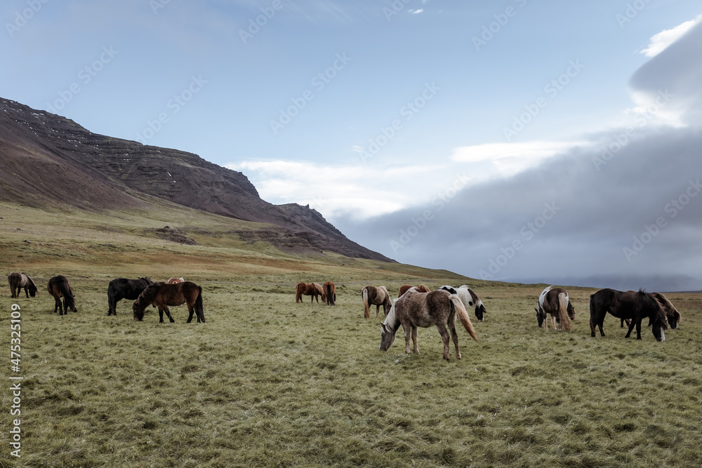 Icelandic horses in the harsh windy landscape .