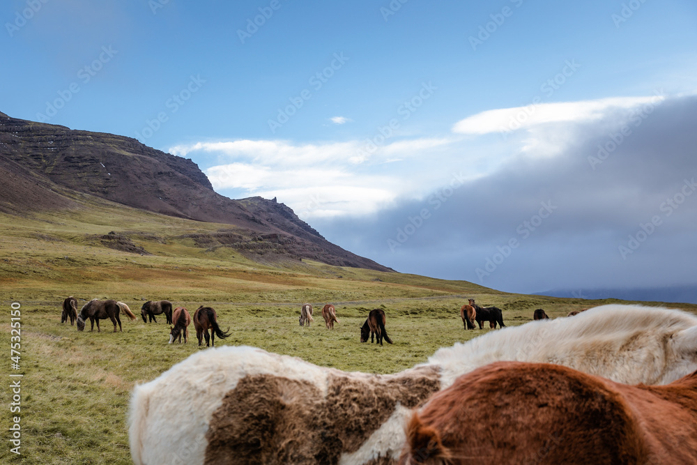 Icelandic horses in the harsh windy landscape . Icelandic horses in the harsh windy landscape .