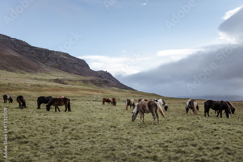 Icelandic horses in the harsh windy landscape .