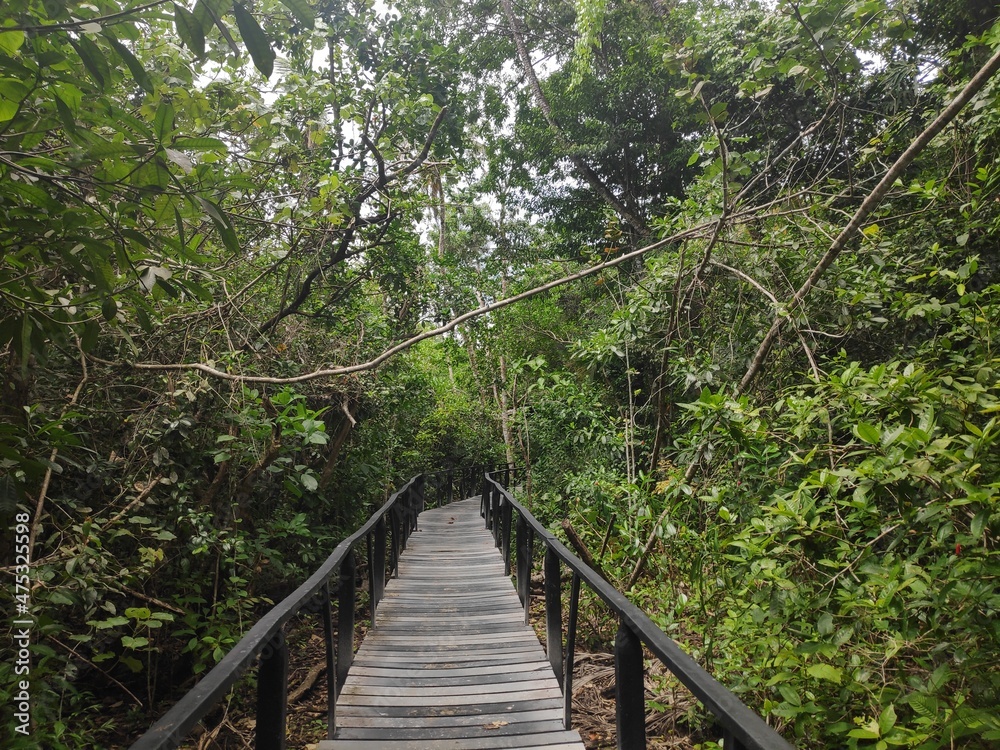 Steg/Brücke Regenwald