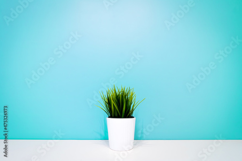 green plant in a white pot against the background of a turquoise wall. copyspace. interior background. minimalism