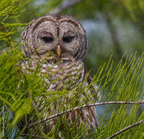 Foto Barred owlet perched on a tree branch
