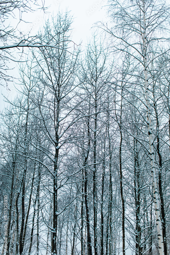 Tall birch trees covered with fresh fluffy white snow in Russian forest. Winter Christmas season in the nature