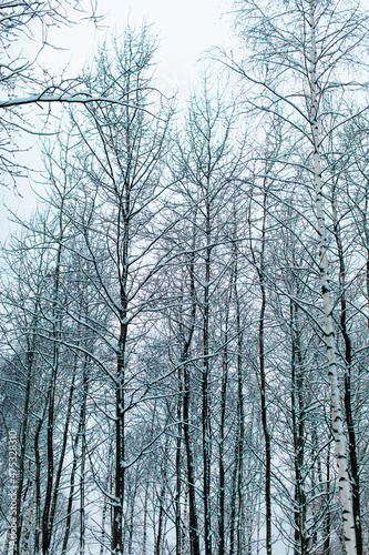 Tall birch trees covered with fresh fluffy white snow in Russian forest. Winter Christmas season in the nature © asauriet