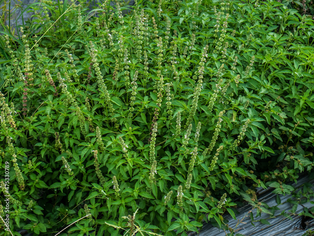 A grove of basil plants planted in the back garden
A grove of basil plants planted in the back garden