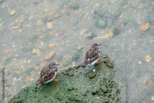 turnstones sitting on a rock in the sea