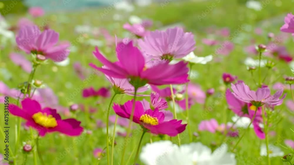 Cosmos flowers swaying in the breeze like butterflies fluttering Cosmos flowers swaying in the breeze like butterflies fluttering