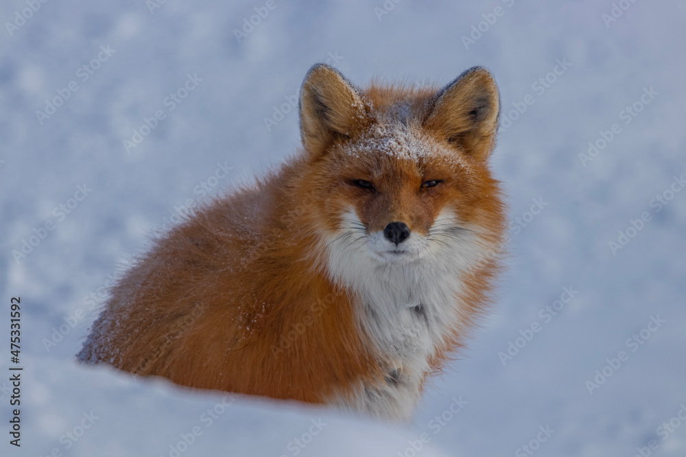 Obraz premium red fox vulpes