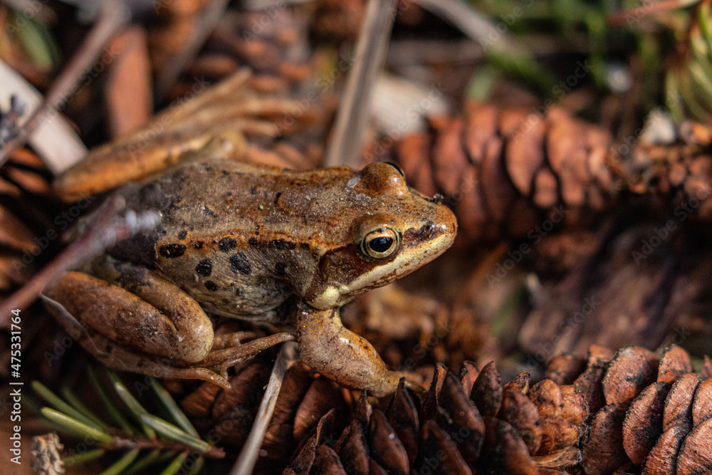 Fototapeta premium frog on the ground