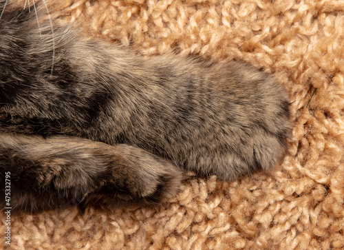 Cat paws on the carpet.