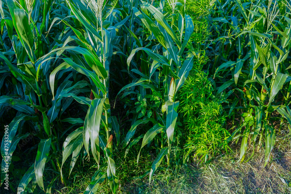 Obraz premium The agricultural land of a green corn farm with a perfect sky.