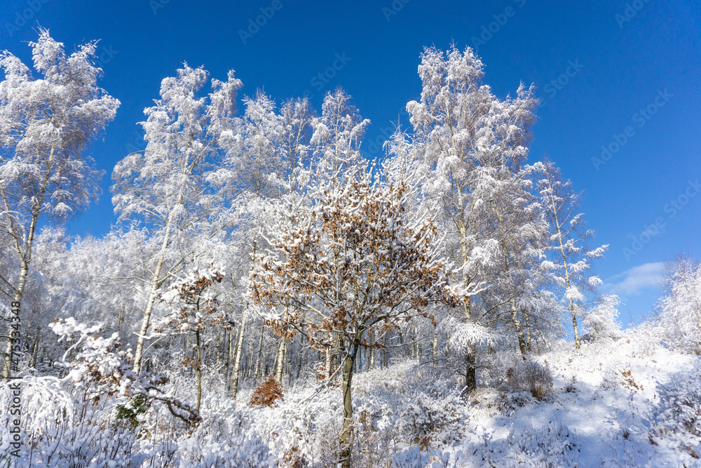 paysage d'hiver, paysage, hiver, neige, froid, glace, arbres, chemin, sentier, nature, gel, gelé, blanc, blanche, forêt, arbre, suède, scandinavie, scandinave, enneigé, ciel, bleu, saison, scène, rout paysage d'hiver, paysage, hiver, neige, froid, glace, arbres, chemin, sentier, nature, gel, gelé, blanc, blanche, forêt, arbre, suède, scandinavie, scandinave, enneigé, ciel, bleu, saison, scène, rout