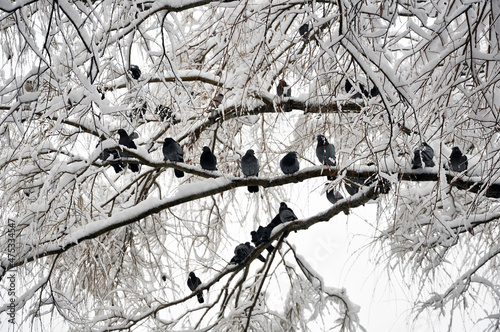 Pigeon flock on the snowy branches