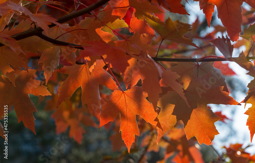 Red leaves of Acer freemanii Autumn Blaze on blue sky background. Close-up of fall colors maple tree leaves in resort area of Goryachiy Klyuch. photo