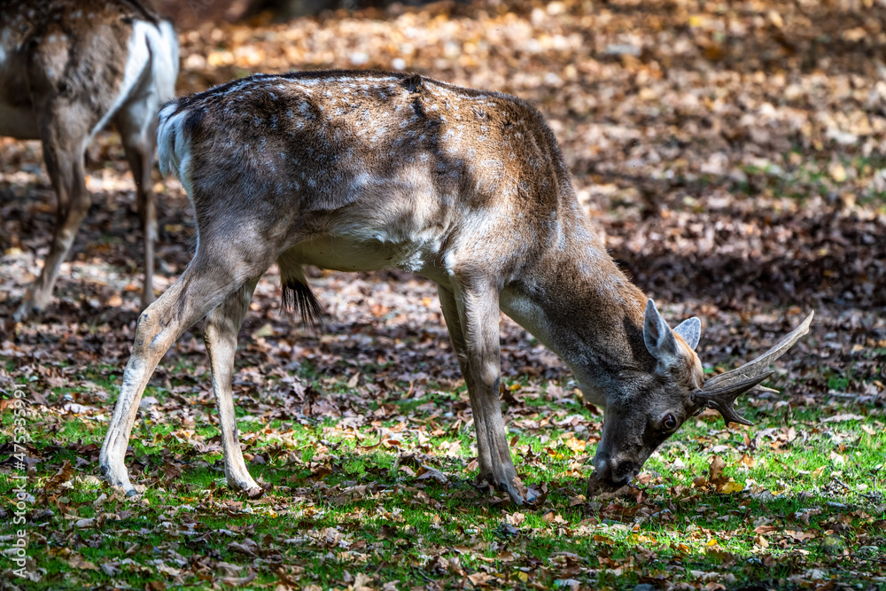 The fallow deer, Dama mesopotamica is a ruminant mammal The fallow deer, Dama mesopotamica is a ruminant mammal