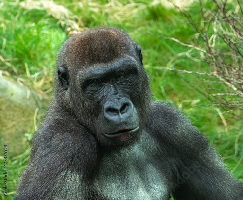 Gorillas are ground-dwelling, predominantly herbivorous apes, Sub-Saharan Africa © rudiernst