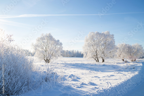 Beautiful winter landscape. Trees in hoarfrost in a snowy field. Sunny frosty day. Nature background  © Mariya Fedorova