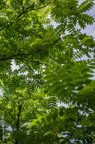 Vertical shot of the leaves of a Juglans mandshurica tree photo