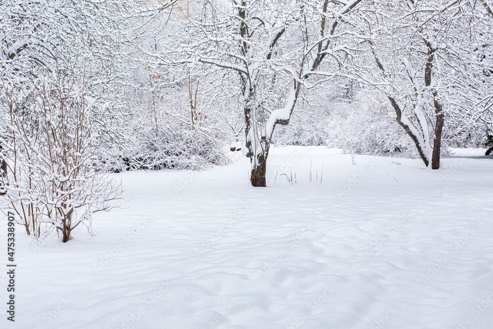Winter Snow Park. Snowfall in the forest. No one is. Fabulous forest landscape Winter Snow Park. Snowfall in the forest. No one is. Fabulous forest landscape