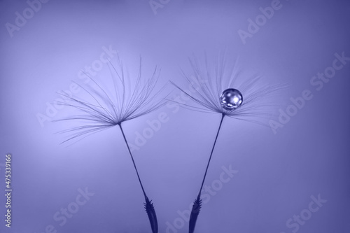 Fototapeta Naklejka Na Ścianę i Meble -  Dandelion seeds violet background with water drop close up. Color of the year 2022 Very Peri.