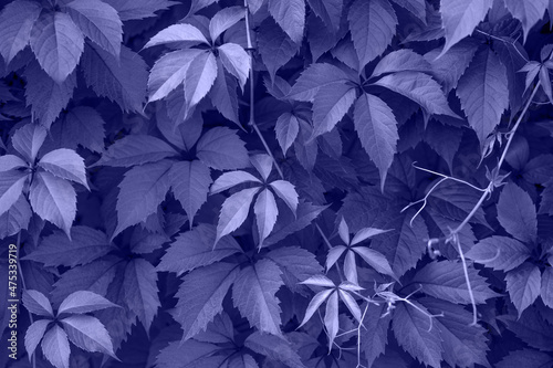 Violet leaves texture and background. Trendy color very peri in the 2022 year. Parthenocissus or boston ivy leaves closeup.