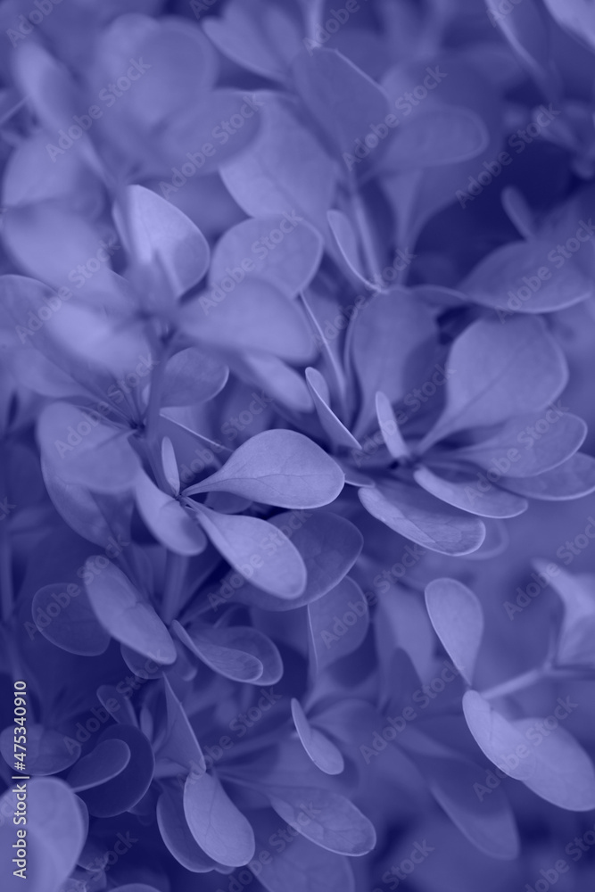 Beautiful violet leaves of barberry close-up. Floral texture and background. Trendy color very peri in the 2022 year.