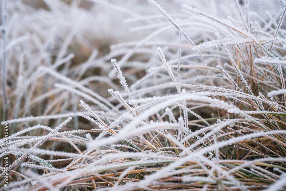 morning frost on the grass. Winter background morning frost on the grass. Winter background