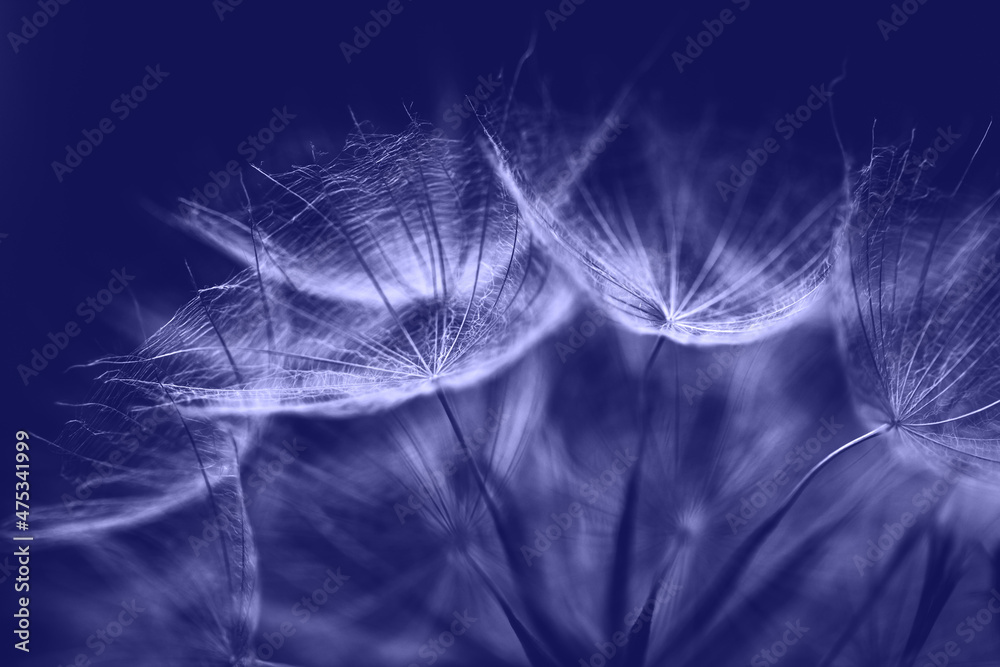 Very Peri abstract background. Color of the year 2022. Salsify seeds closeup. - obrazy, fototapety, plakaty 