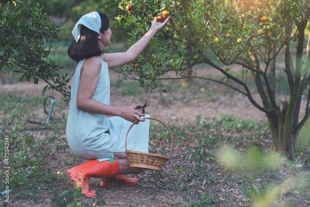 Fototapeta premium Asian woman owning an orange orchard holding a basket and scissors picking oranges in a business owner concept garden
