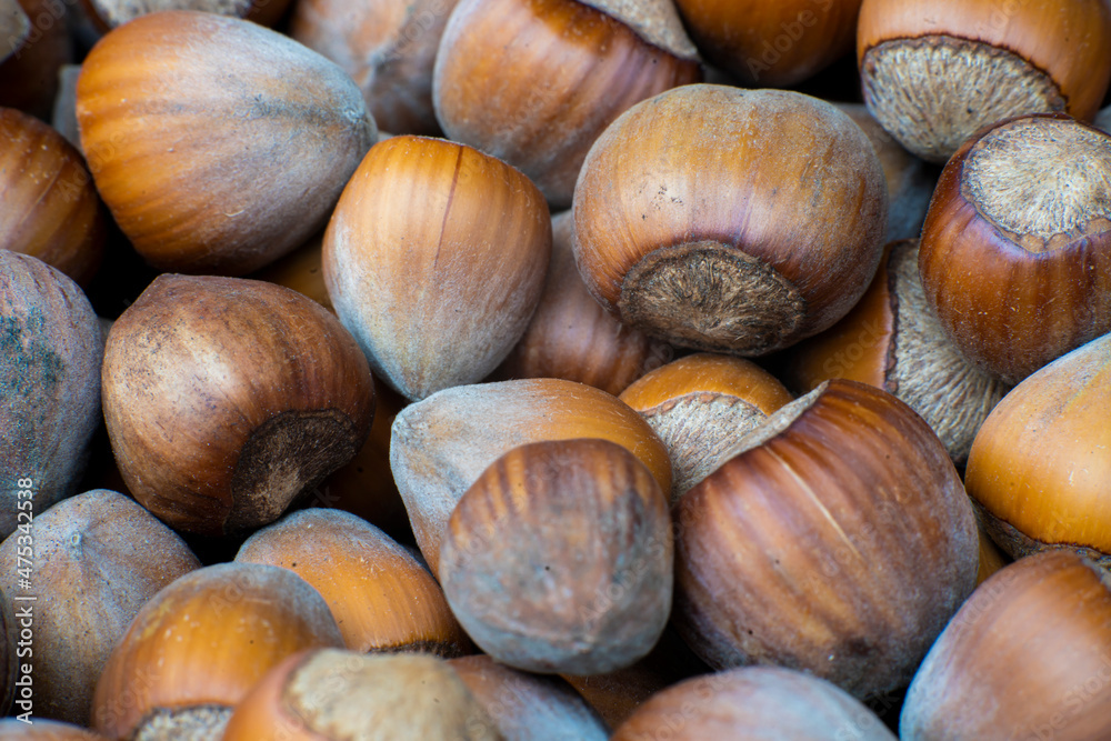orzechy laskowe, dużo orzechów laskowych, hazelnuts orzechy laskowe, dużo orzechów laskowych, hazelnuts